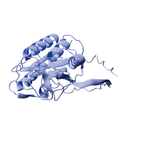 Human CASP14 (C-6His, E.coli)